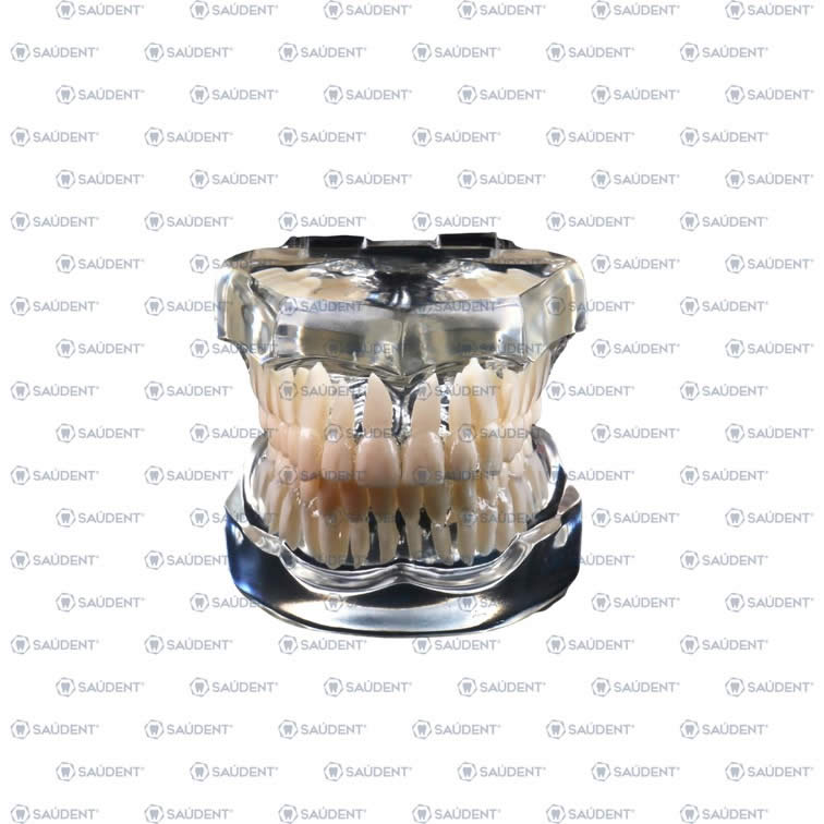 TIPODONTO ACRILICO TRANSPARENTE SIN BRACKETS 1PZ